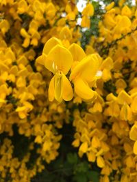 Close-up of yellow flowering plant