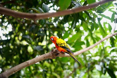 Low angle view of parrot perching on tree