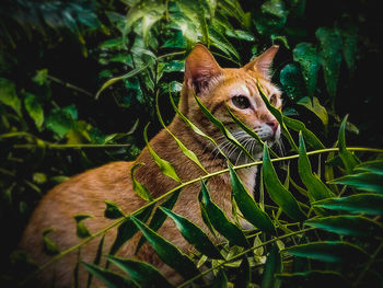  a stray cat at ayala triangle gardens 