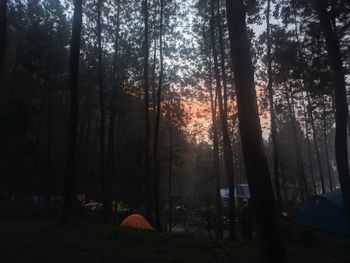 Scenic view of forest against bright sun