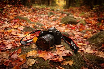 Autumn leaves on camera