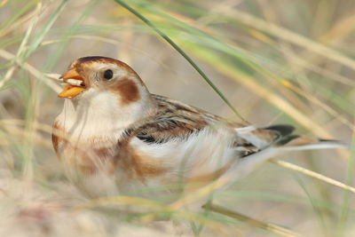 Close-up of a bird perching on a land