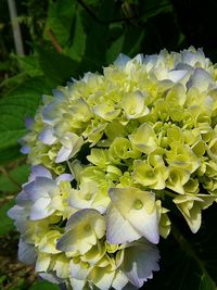 Close-up of white flowers