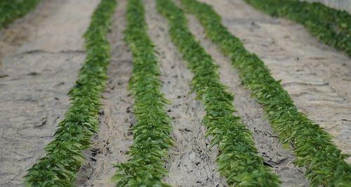 High angle view of plants growing on land