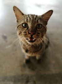 Close-up portrait of tabby cat