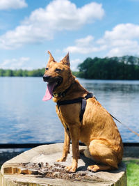 Dog looking away while standing on lake against sky