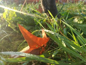 Close-up of lizard on plants