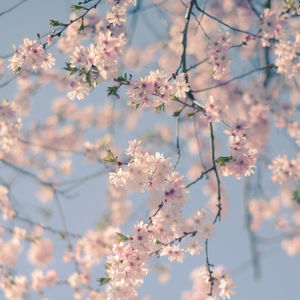 Close-up of cherry blossoms on tree