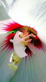 Close-up of pink flowers