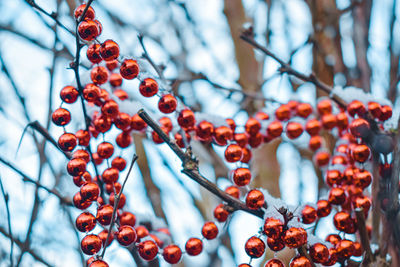 Low angle view of glass beads on tree
