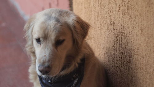 Close-up portrait of dog