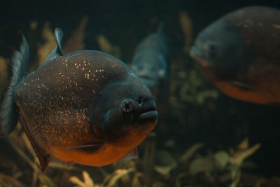 Piranha fish swimming underwater in aquarium tank