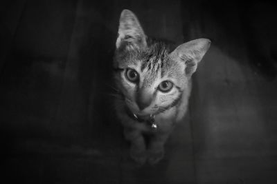 Close-up portrait of cat