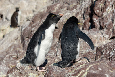 Close-up of a duck on rock