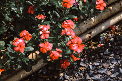 Close-up of orange flowering plants