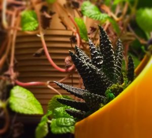 Close-up of plant against blurred background