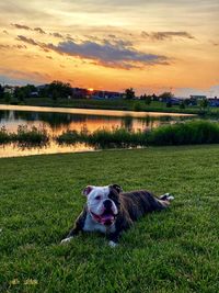 Dog lying on grass