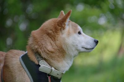 Close-up of a dog looking away