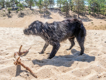 Black labrador on the beach shakes off the water and sand after swimming.