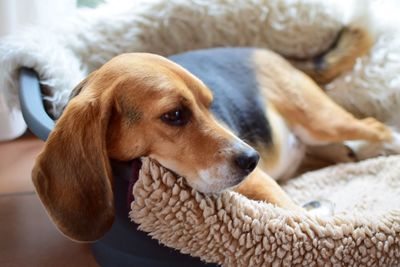 Close-up portrait of dog