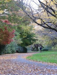 View of trees on road