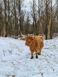 View of a horse on snow covered field