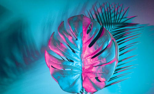 Close-up of pink flower against blue background