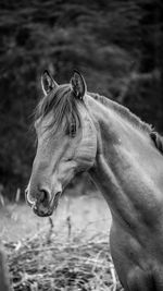 Side view of a horse on field - horse portrait black and white