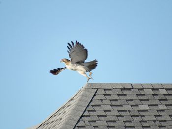 Low angle view of hawk flying against clear sky