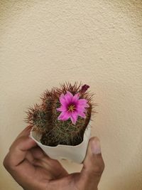 Close-up of hand holding purple flowering plant against wall