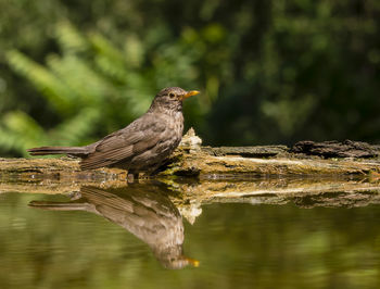 Close-up of bird perching on water