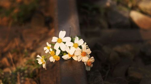 Close-up of white flowering plant