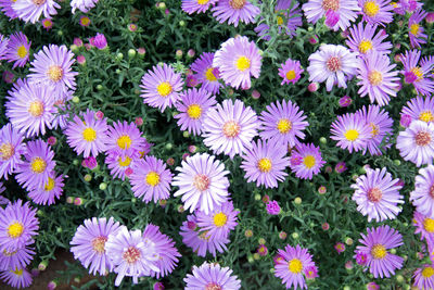 High angle view of purple flowering plants