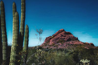 Low angle view of succulent plant against clear sky