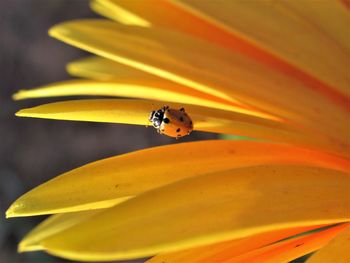 Close-up of insect on yellow flower