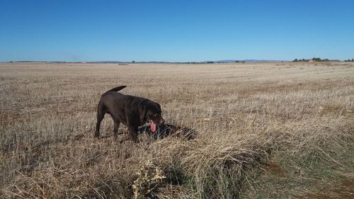 Chocolate lab doing his best