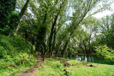 Footpath amidst trees in forest