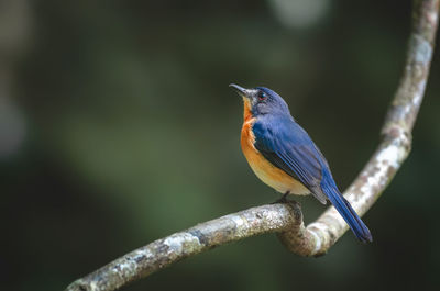 Blue bird perches on an open branch
