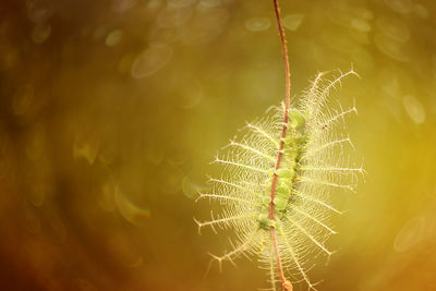 Close-up of caterpillar on plant