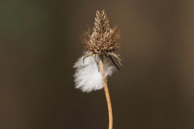 Close-up of wilted dandelion flower