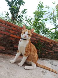 Cat sitting on a wall