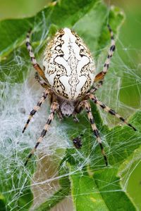 Close-up of spider on web