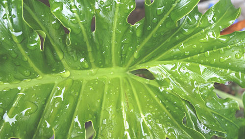 Full frame shot of wet leaves