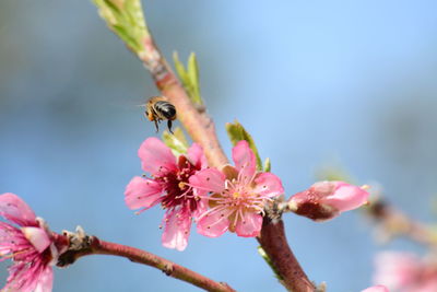 Close-up of bee pollinating on pink flower