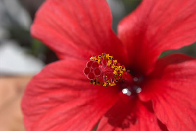 Close-up of red flower blooming outdoors