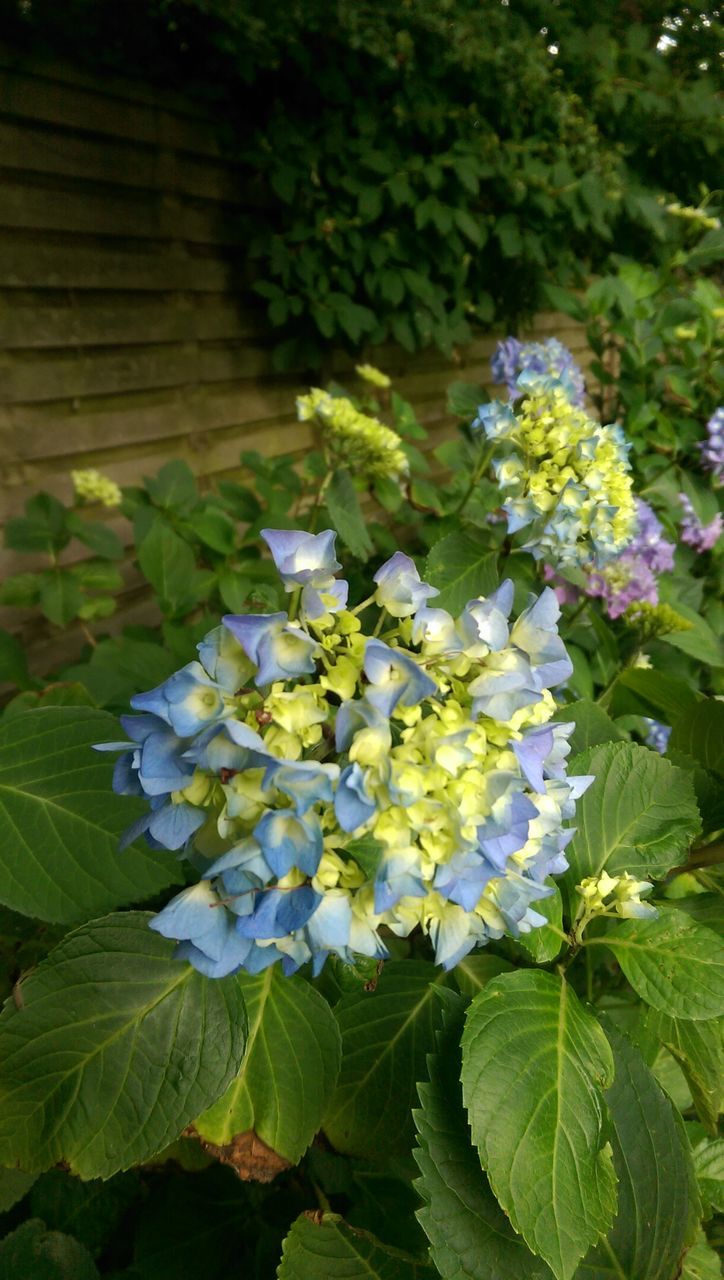 flower, growth, nature, beauty in nature, fragility, freshness, leaf, plant, green color, outdoors, no people, day, blooming, close-up, flower head