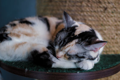 Close-up of cat sleeping