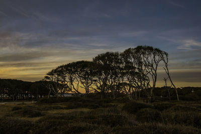 Trees on field against sky during sunset