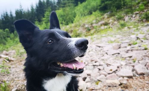 Close-up of dog looking away