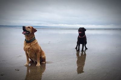 Dog standing on beach against sky